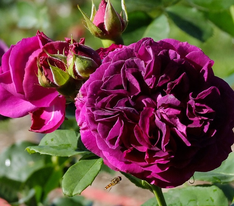 Перпл Лодж - Purple Lodge