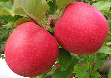 Яблуня Пінк Леді