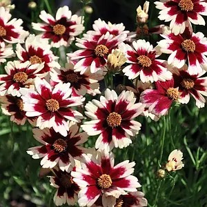 Кореопсис Ruby Frost - в горщику р.10