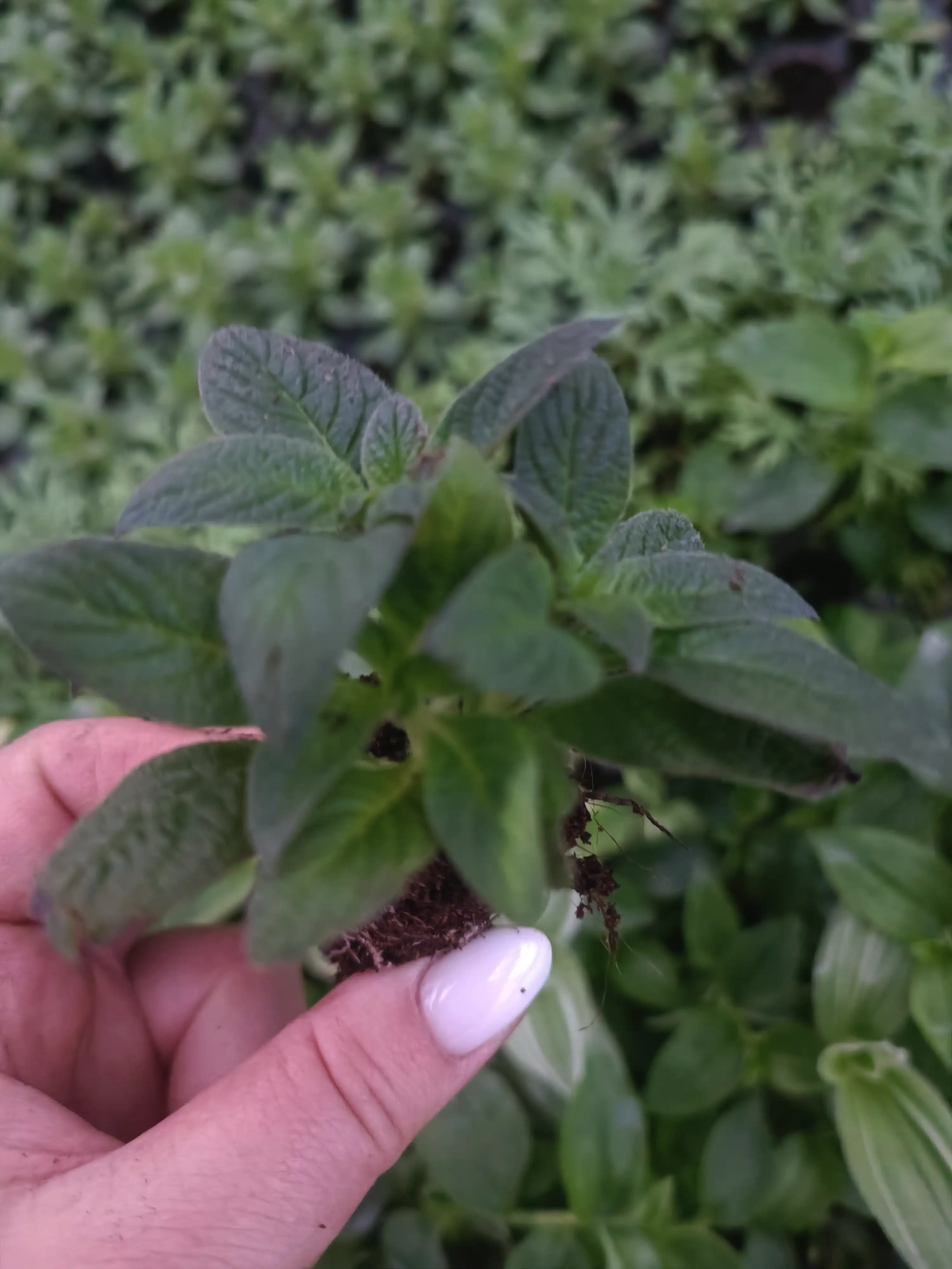 Геліотроп Honey Blue (касетна розсада)