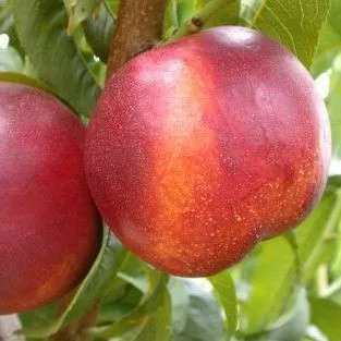 Нектарін Супер Квін