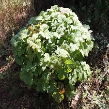 Калина карликова