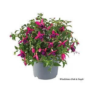 Фуксія Windchimes Pink & Purple