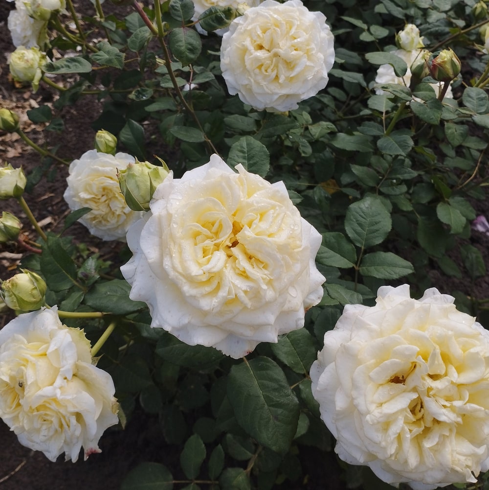 Вайт Ешлі (White Ashley)