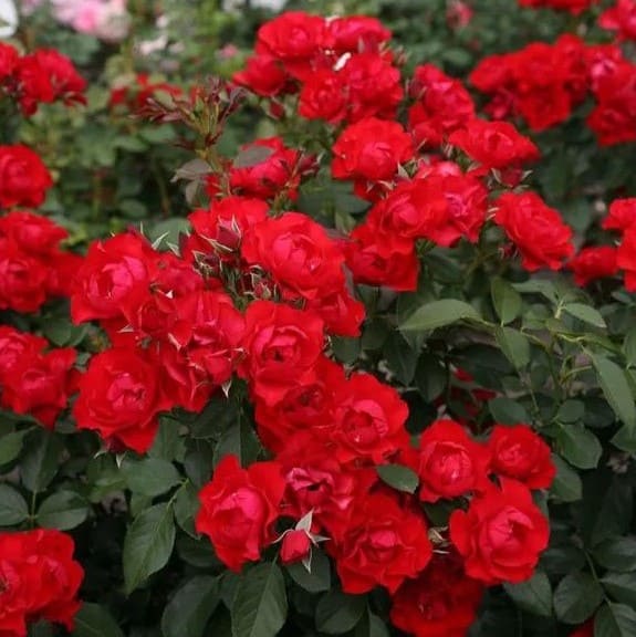Блек Форест Роуз (Black Forest Rose)