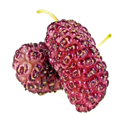 Шовковиця рожева Принцеса