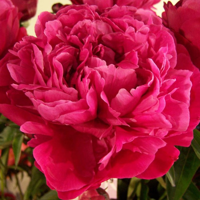 Півонія Ред Сара Бернар