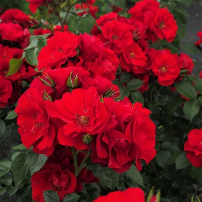 Паприка (Paprika)