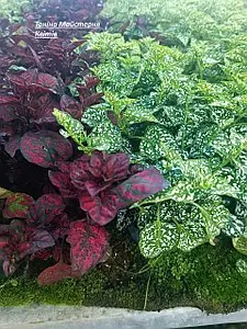 Саджанці гіпоестесу мікс кольорів