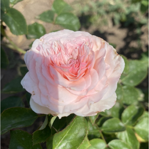 Моя Джина — My Gina