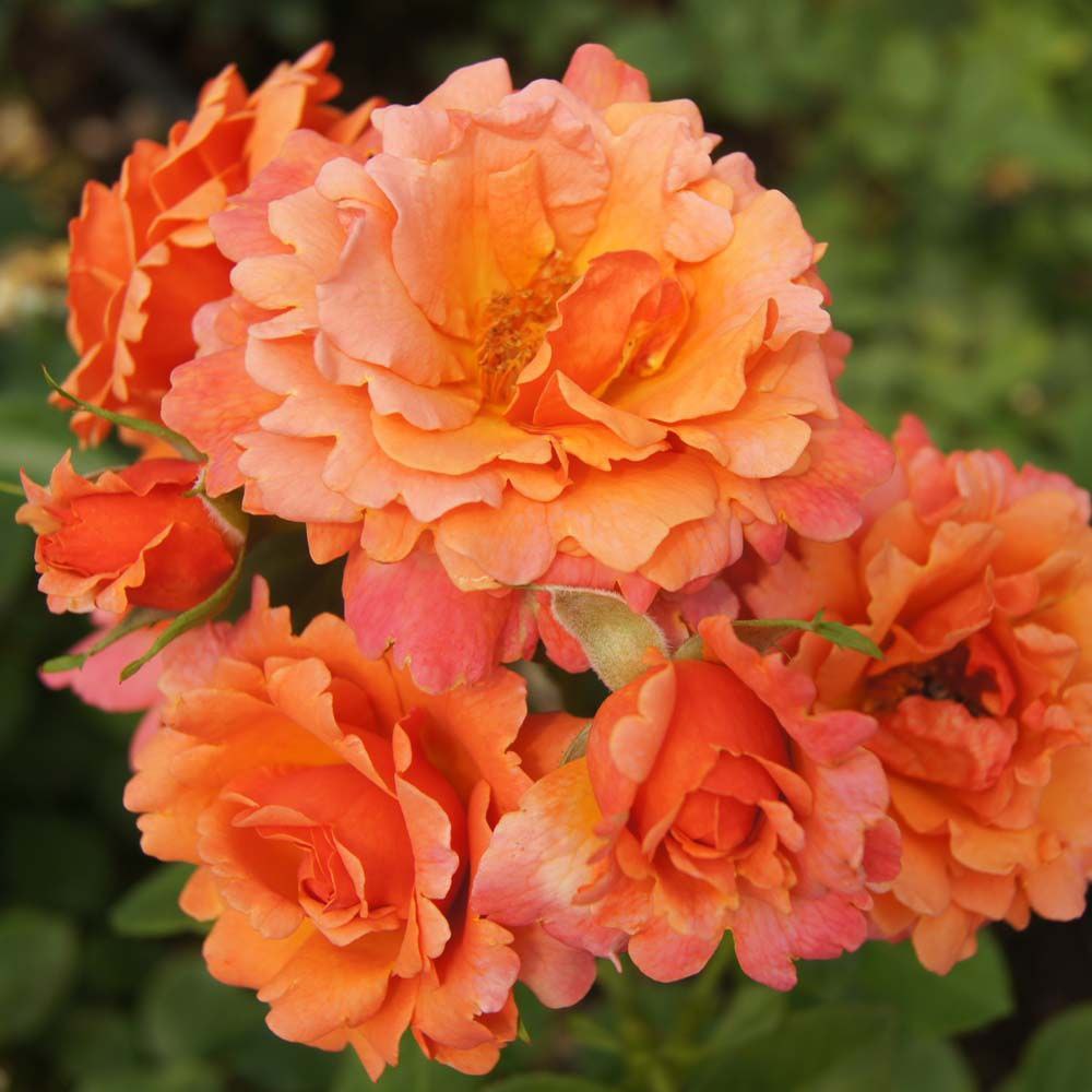 Ізі Дас Іт (Easy Does It)