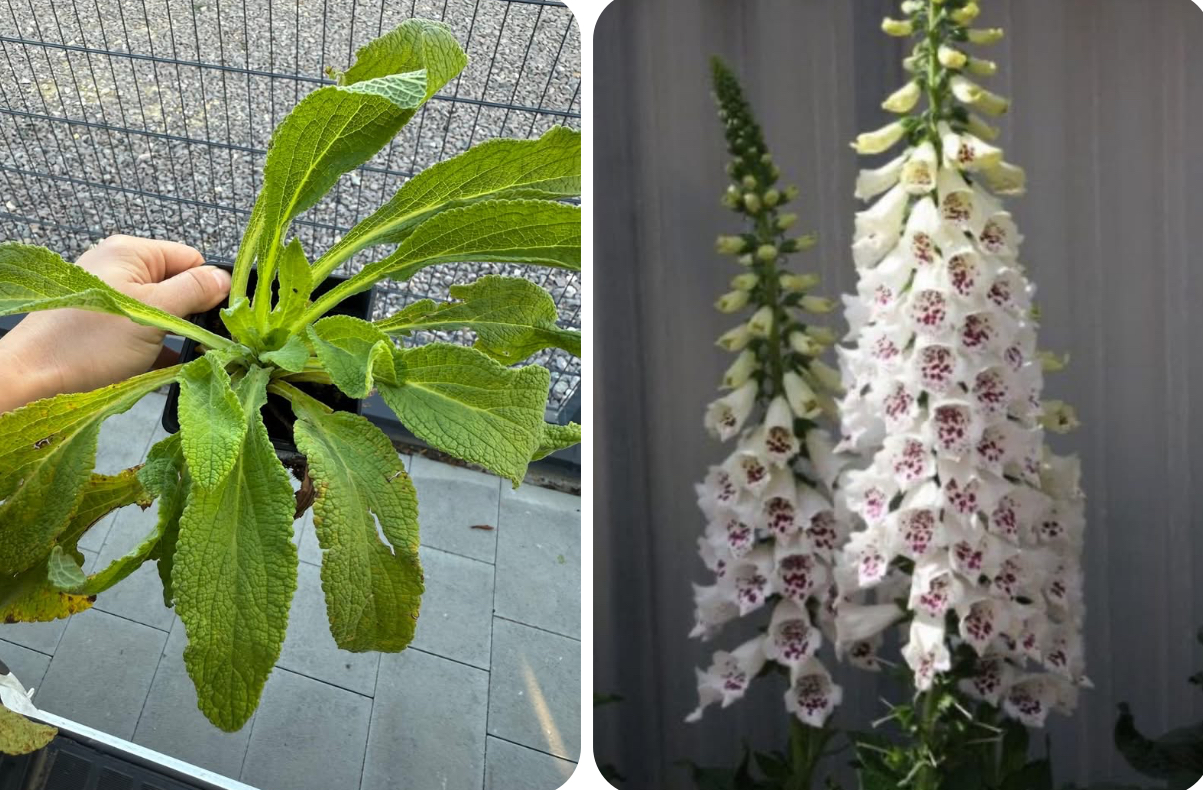 Напрестянка