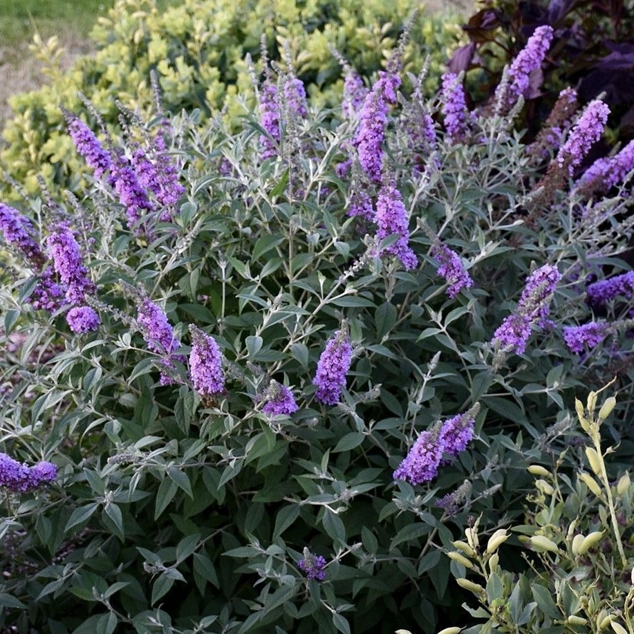 Будлея Давида Петіт Лавандер в 0,5л. горщику