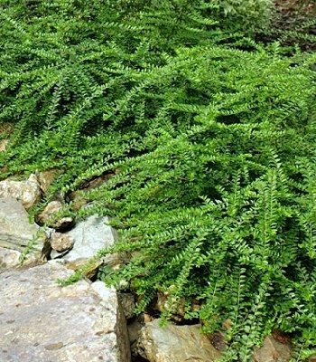 🌿 Жимолость шапочна