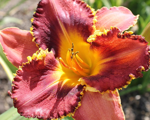 Лілейник №52 Барракуда Бей - Hemerocallis Baracuda Bay