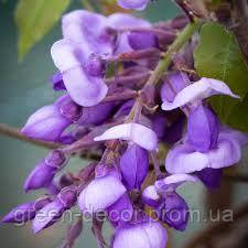 Гліцинія коротко грона "Окаяма"   Wisteria brachybotrys ‘Okayama’/ h125-150 cont 10L