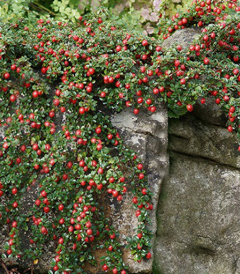 🌿 Кизильник "Streib's Findling"