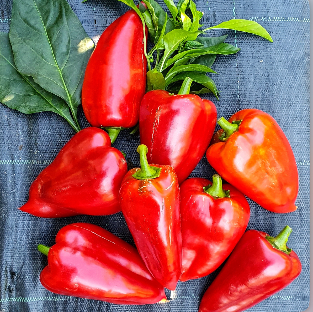 Перець мерцедес