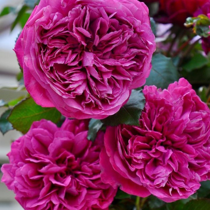 Гектор (Hector)