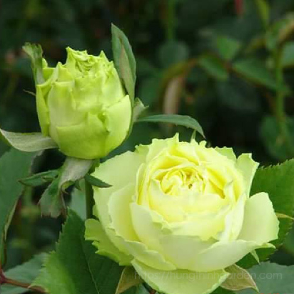 Green Romantica - Грін Романтика