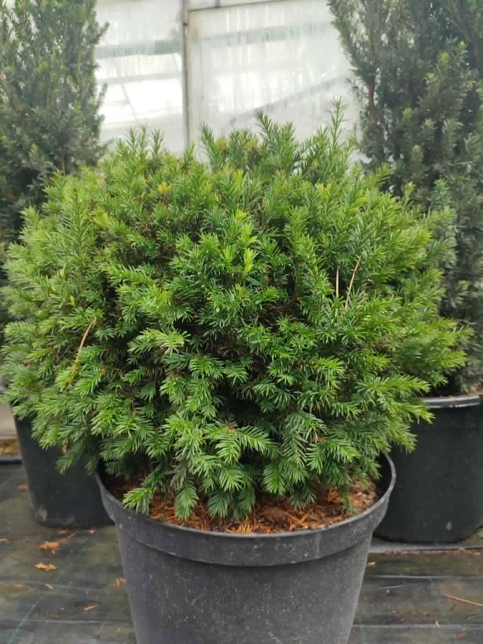 Тис "Groenland Boll"