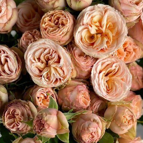 Джентл Трендсеттер (Gentle Trendsetter)