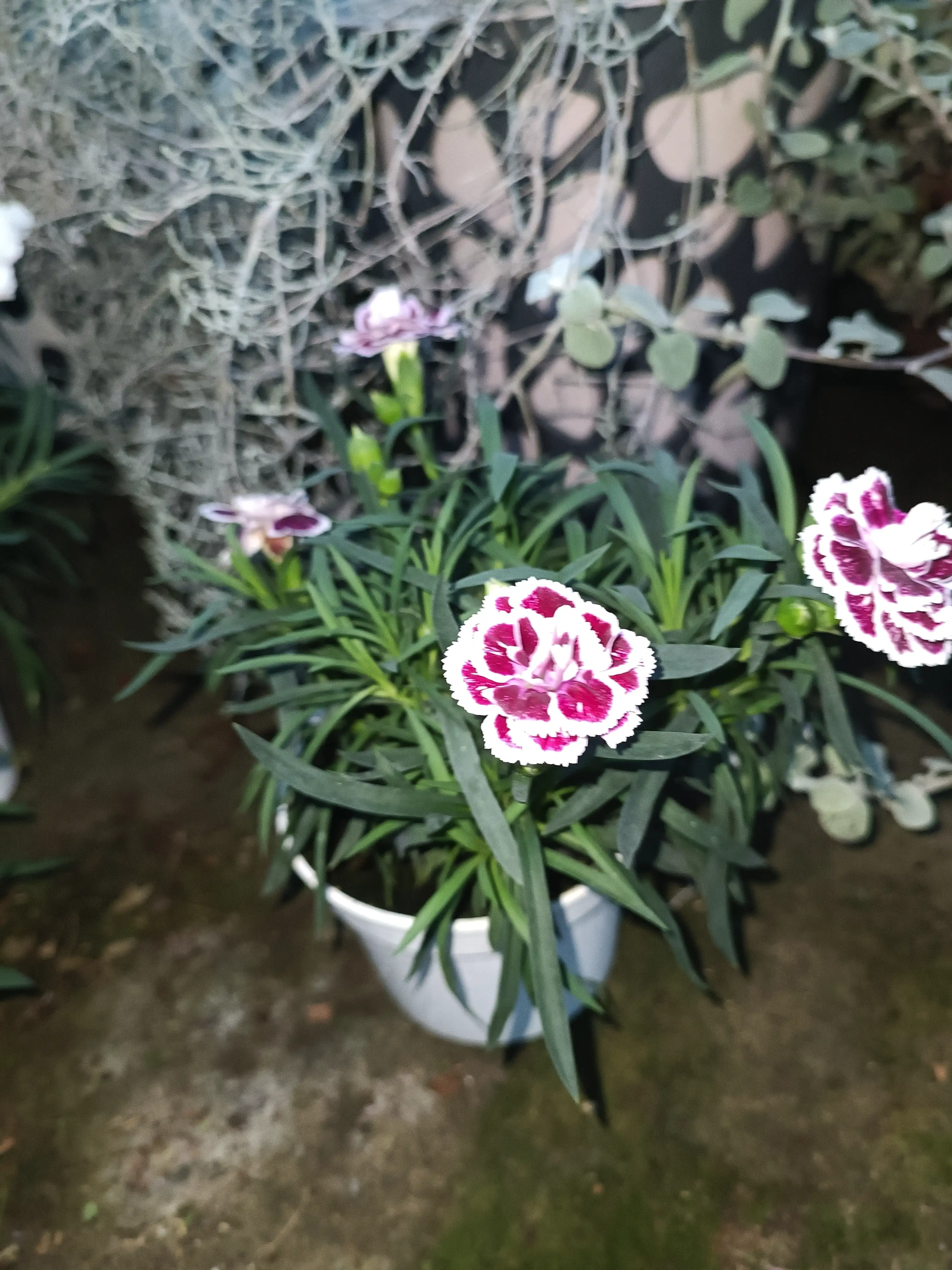 Гвоздика багаторічна Dia Deur Sophie (касетна розсада)