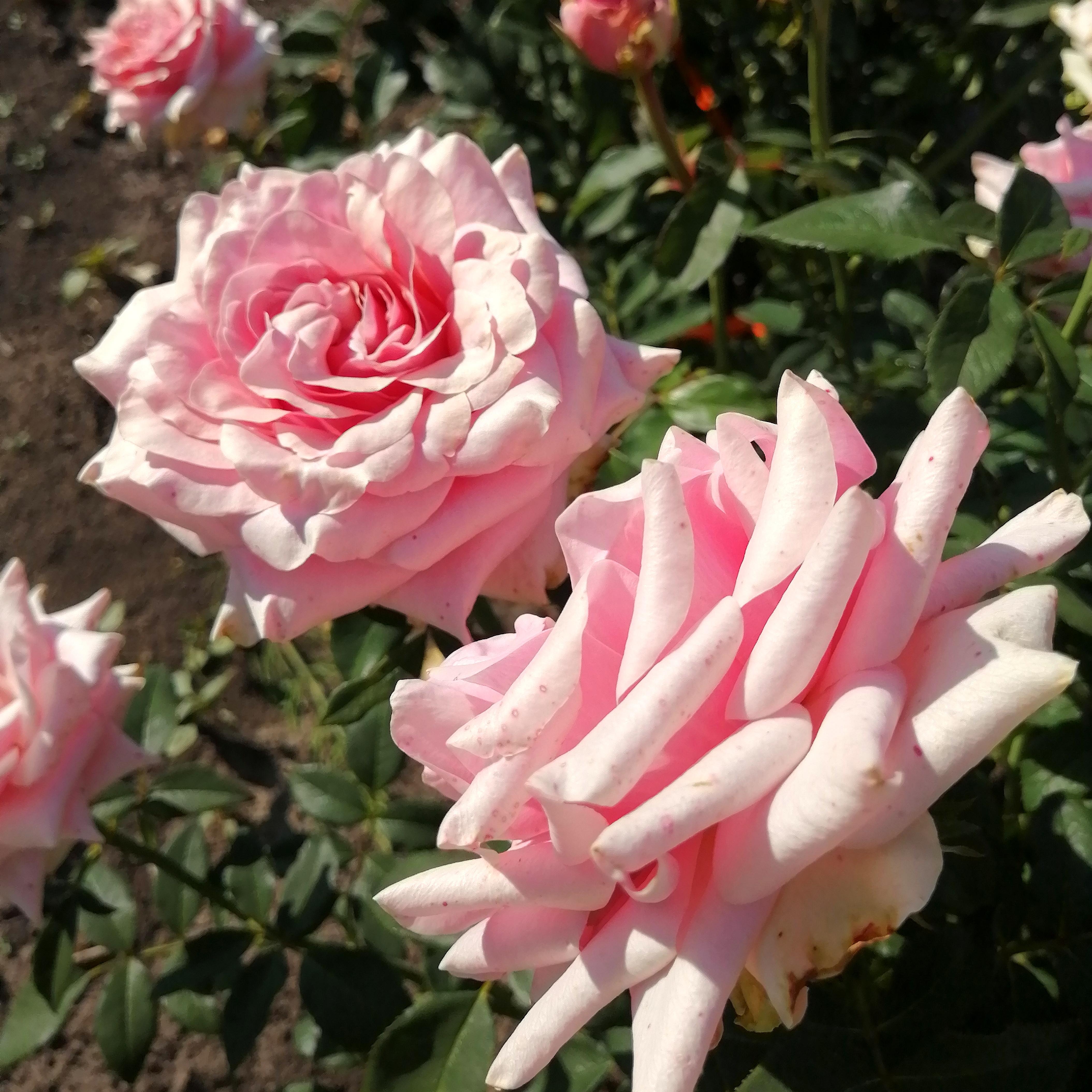 ПІНК ВЕЙВ ( Pink Wave) зрізочна чайногібридна новинка