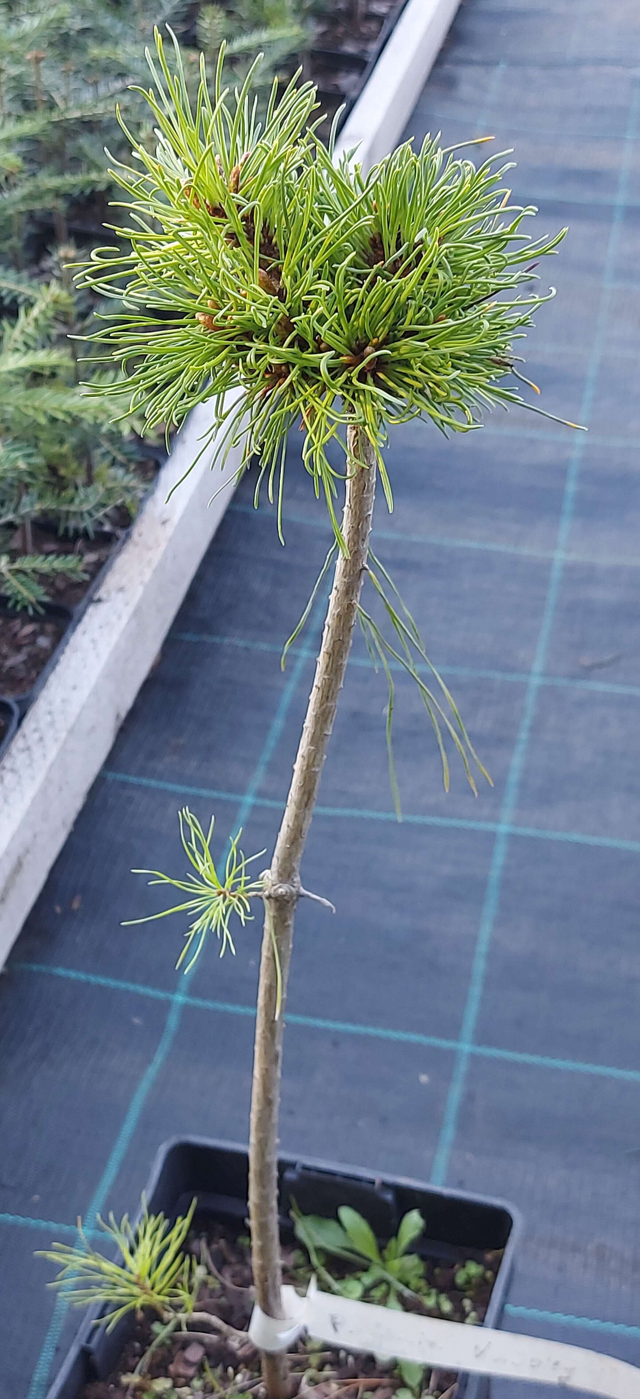 Pinus uncinata 'Vysoky'