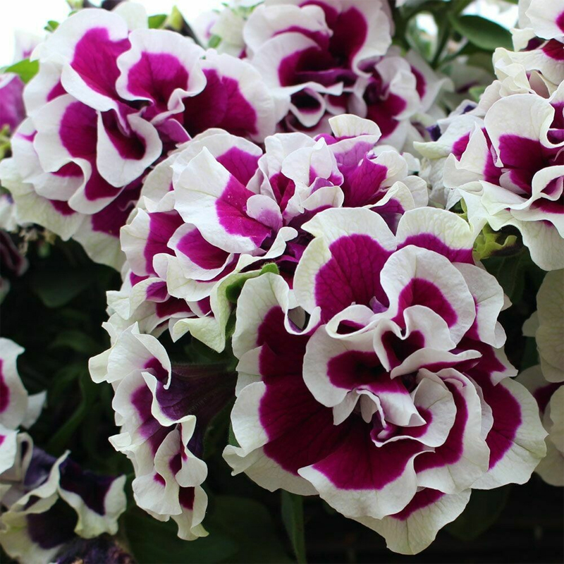 Петунія Tumbelina Bella  ( касетна розсада )