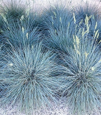🌿 Festuca glauca "Azurit"