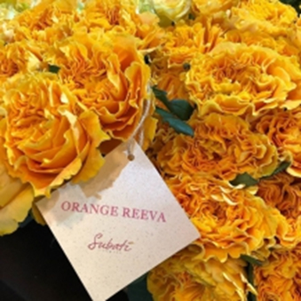 ОРАНЖ РІВА (Orange Reeva)