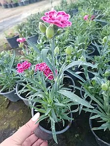 Гвоздика багаторічна Super Trouper Diwalii (в горщику р.9)