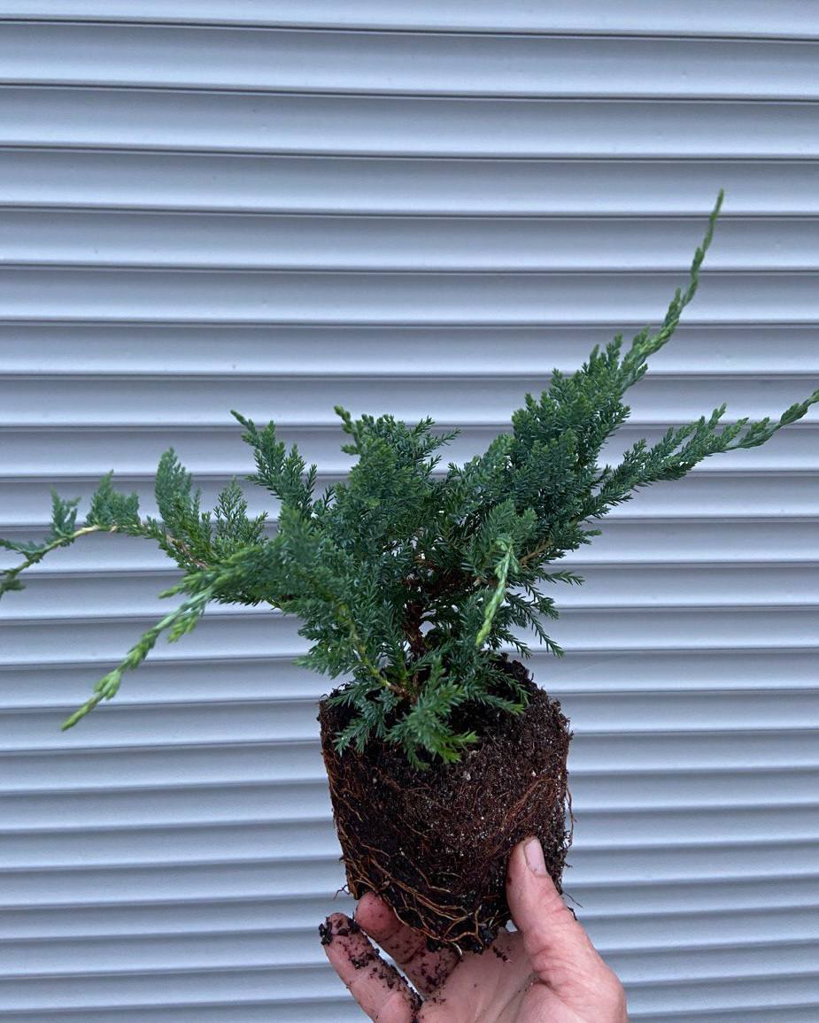 Ялівець  Вілтоні 