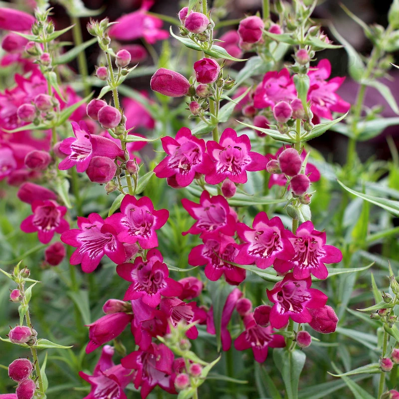 Пенстемон  Harlequin™ Magenta ( в горщику )