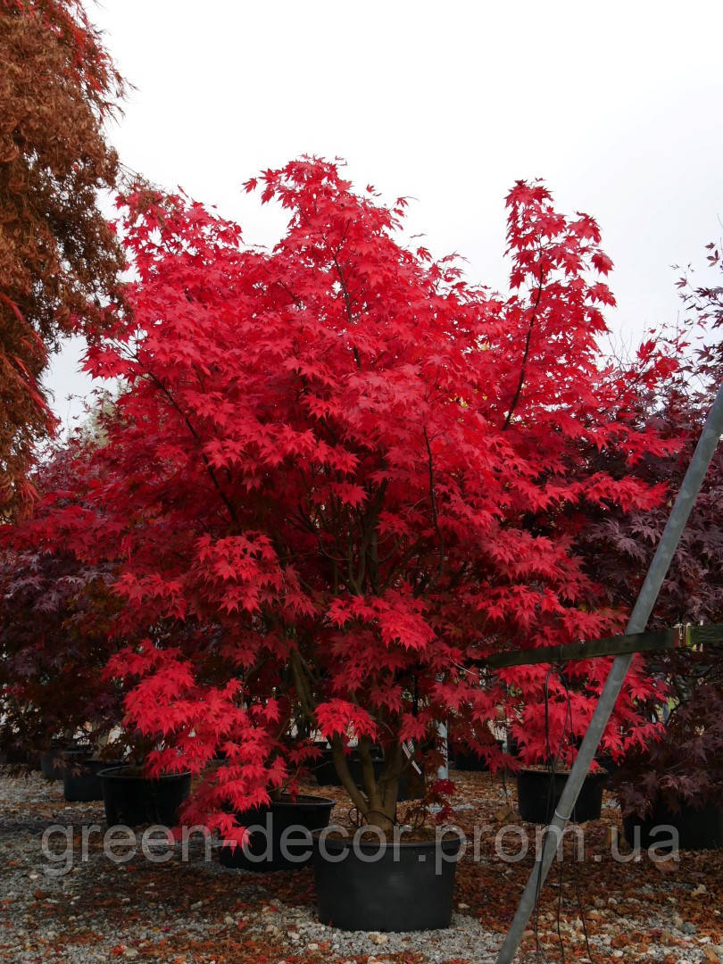 Клен віяловий ‘Atropurpureum’ Acer palmatum ‘Atropurpureum’/h100-120