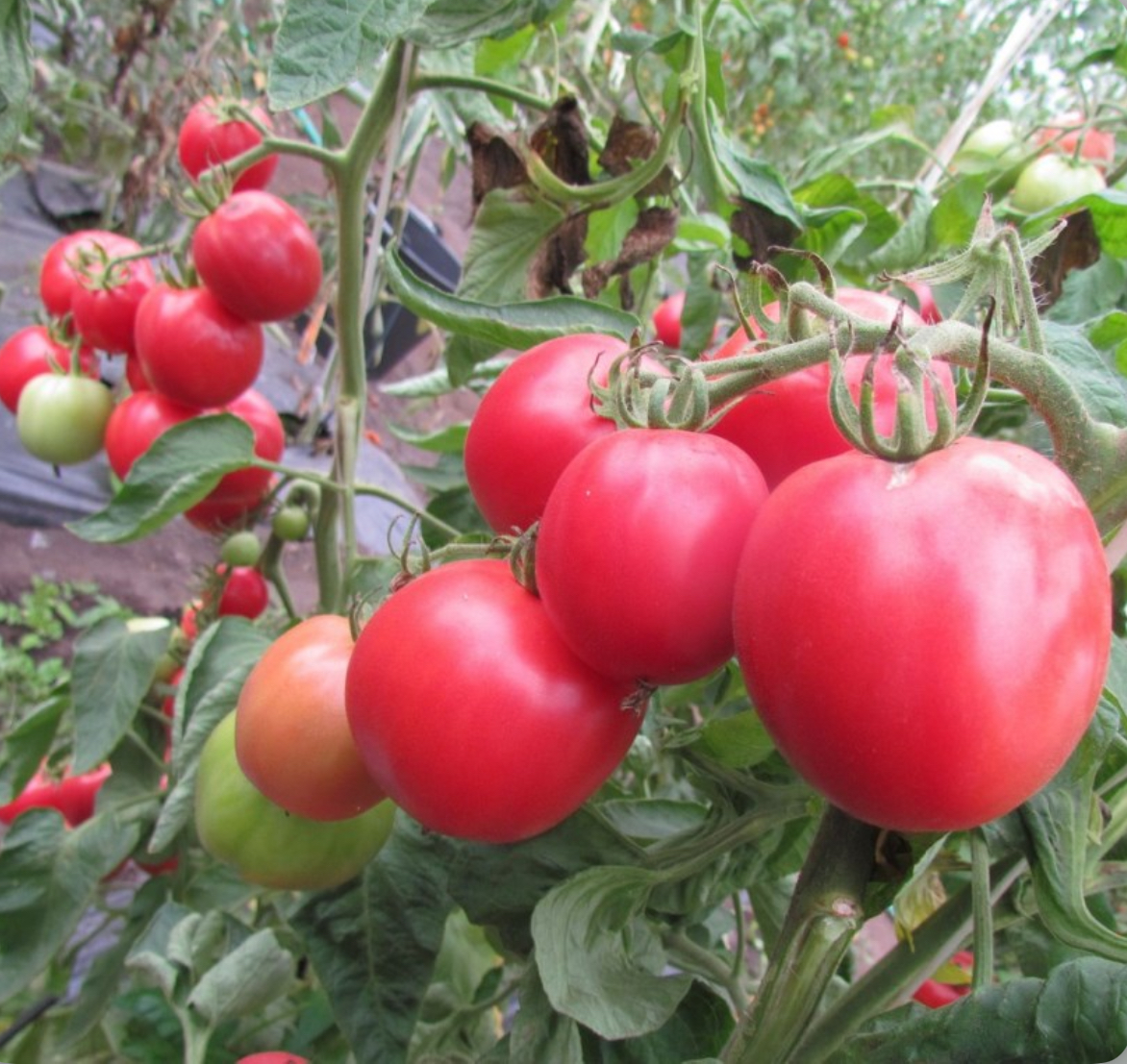 Помідори Де Барао рож. 0,2 г(АгроМайст)