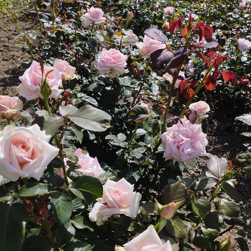 Савой Готель (Savoy Hotel)