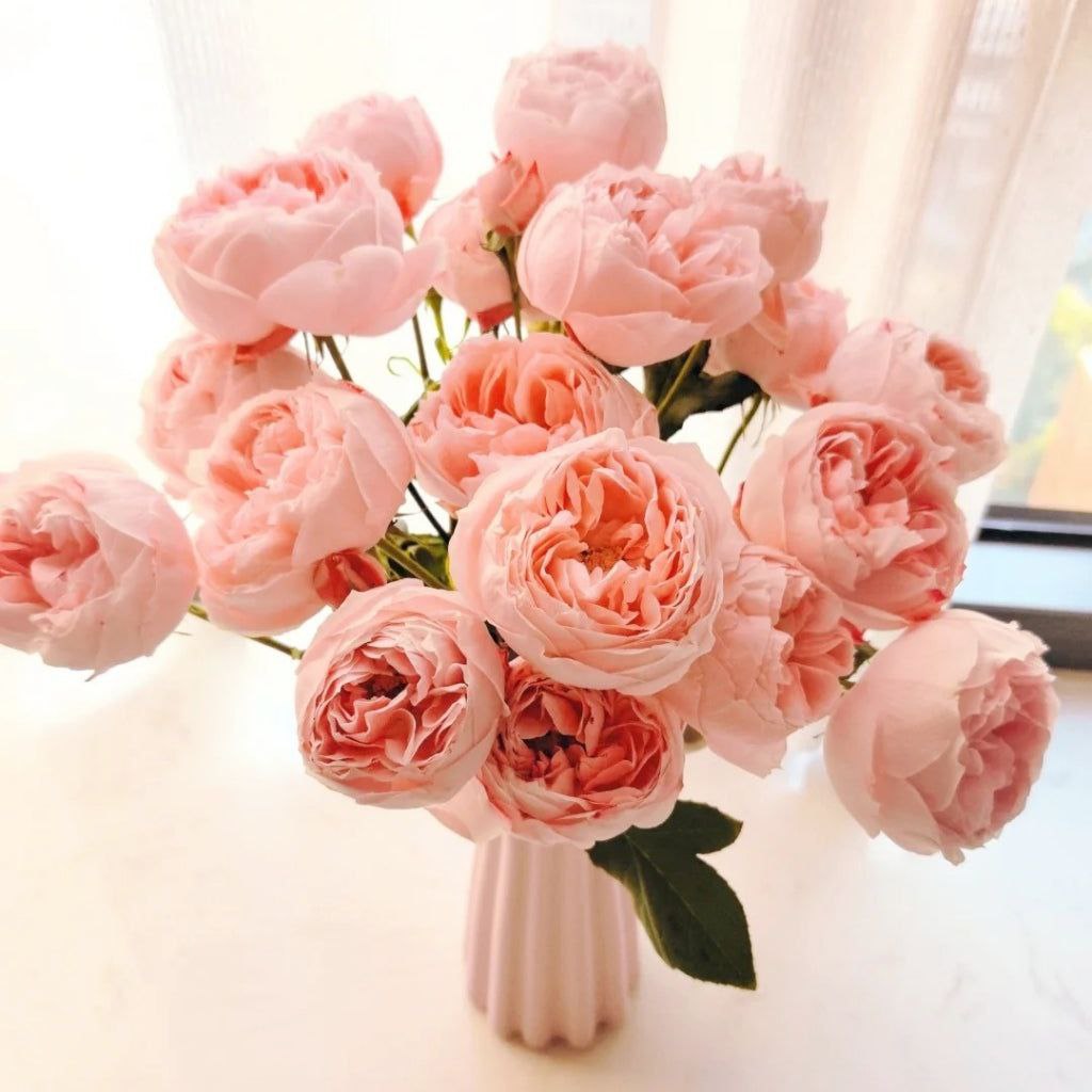 Принцеса Сакура (Princess Sakura)