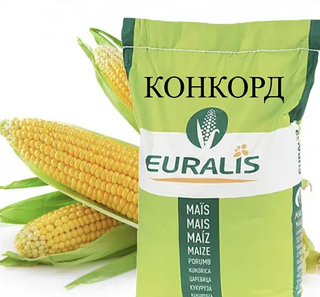 Насіння кукурудзи гібрид ЄС Конкорд ФАО 250 Кукурудза високої врожайності