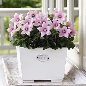 Платикодон grandiflorus Astra F1 Rose — в горщику р.10.