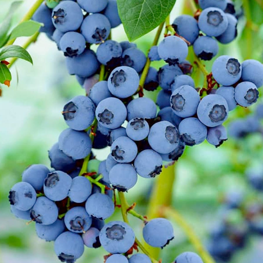 Лохина Блюголд