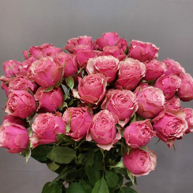 Антік Трендсеттер (Antique Trendsetter)