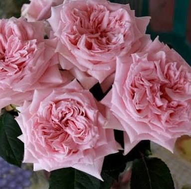 Принцеса Хітомі (Princess Hitomi)