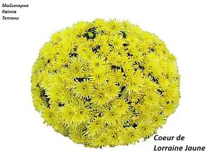 Хризантема Мультифлора Coeur de Lorraine Jaune (касетна розсада).