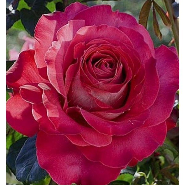 Сєдая Дама — Sedaja Dama