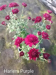 Хризантема мелкоцветковая горшечная Harlem Purple.