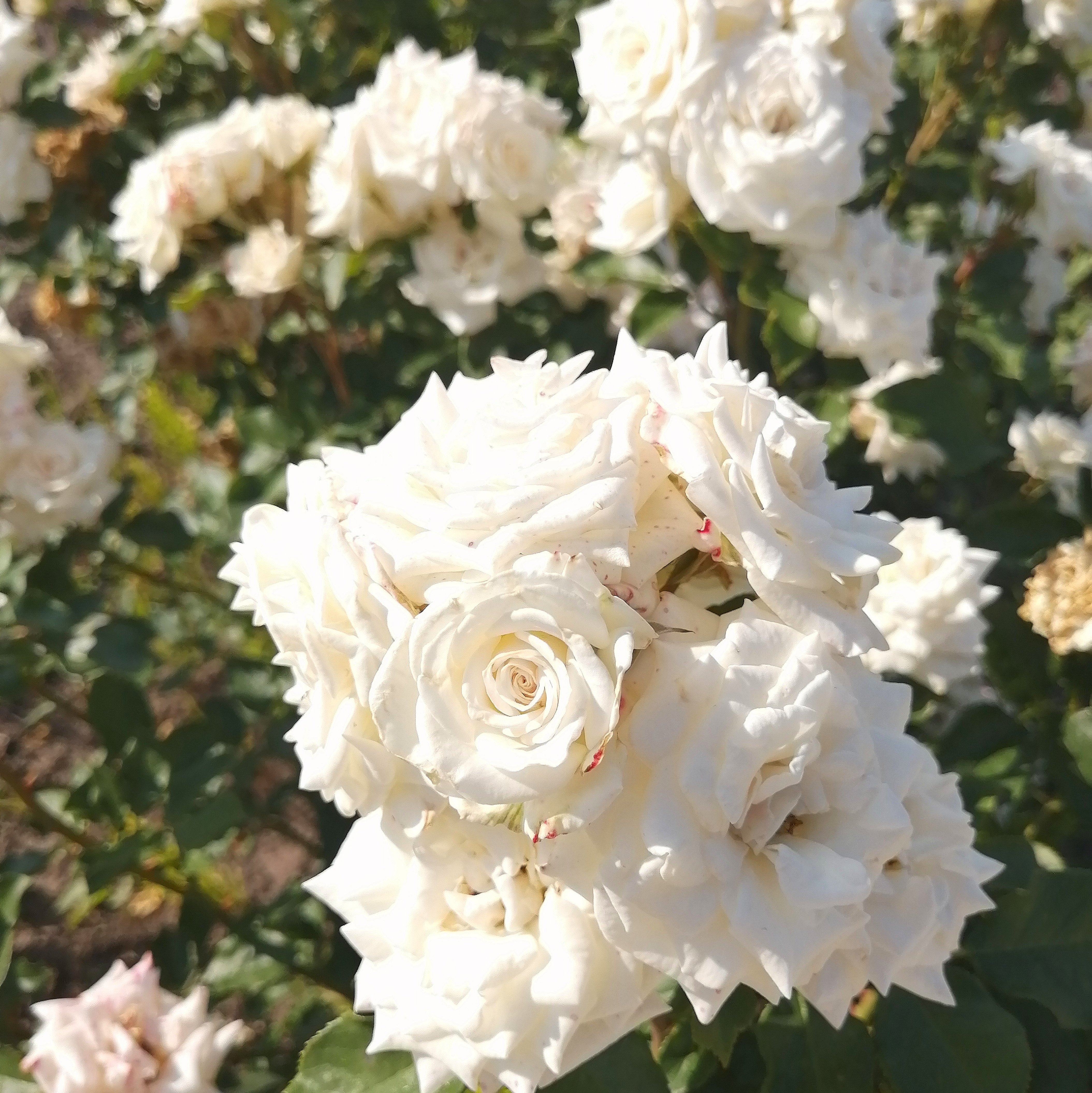 ЖАНІН ( Janin) спрей