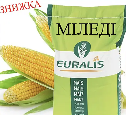 Насіння кукурудзи гібрид ЄС Міледі ФАО 330 Кукурудза високої врожайності