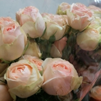 КРІСТІ (серія LOVES ME)